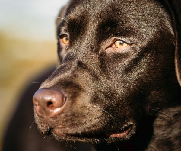 Close-up of Beautiful Brown Dog Head, Snout Of Lab Labrador Retriever Staying Outdoor In Spring